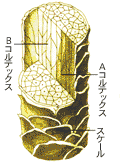 ウール繊維構造
