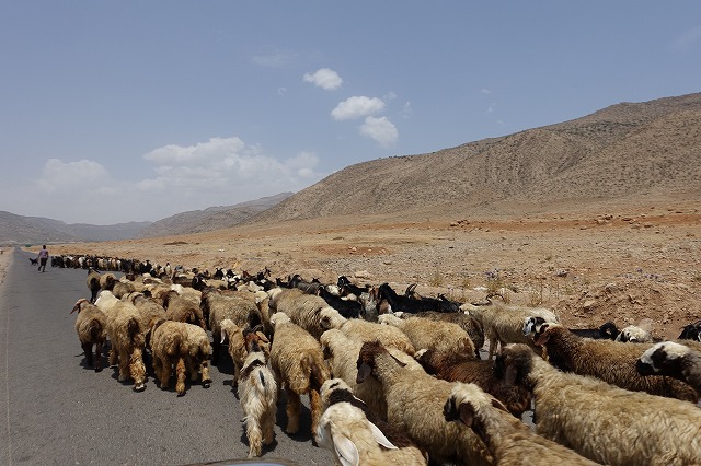 イランの羊たち　「マツコの知らない世界」で紹介しているペルシャ絨毯やギャッベはイランの山岳地帯で育った良質な羊の毛が使用されます