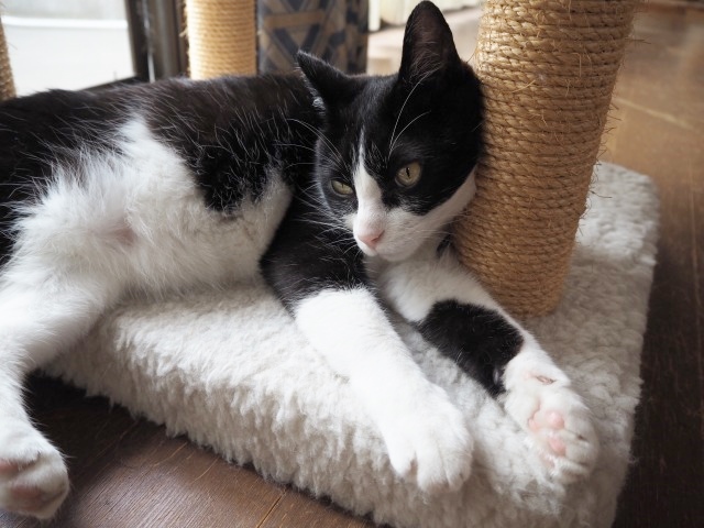 ハグみじゅうたんのお手入れ 猫がカーペットにおしっこした場合の対処法 ウール絨毯の ハグみじゅうたん 自然素材 羊毛のラグ カーペット