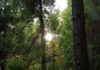 ボーデコールの森、林業体験2018