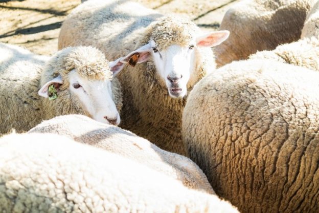ウールラグに使われる羊の群れ