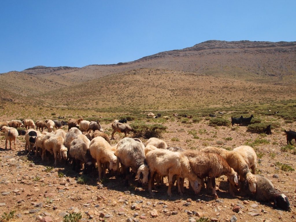 イランの羊たち